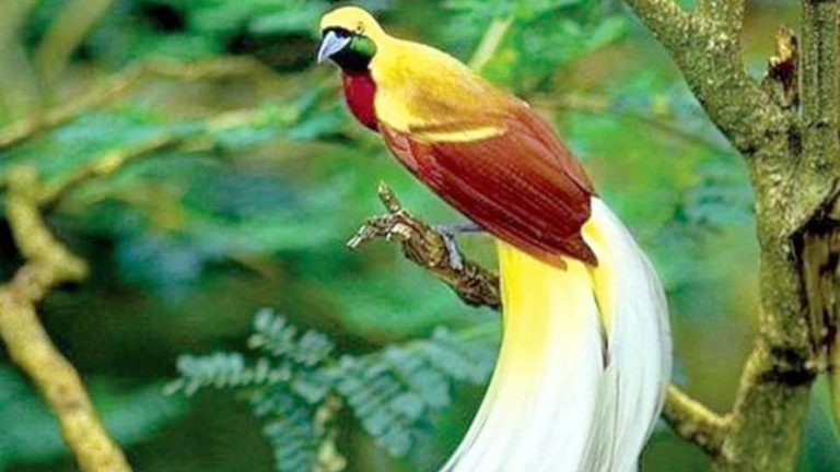 Jenis Fauna Dan Asal Kelompoknya